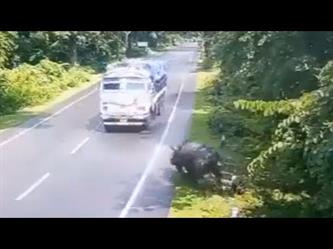 “فرس النهر” يصطدم بشاحنة خلال سيرها في أحد الطرق
