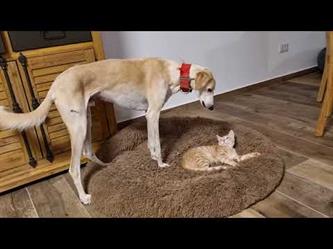 كلب يطلب بلطف من قطة أن تغادر سريره