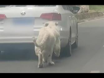 نمر أبيض يحاول مهاجمة سيارة سائح بأحد المتنزهات في الصين