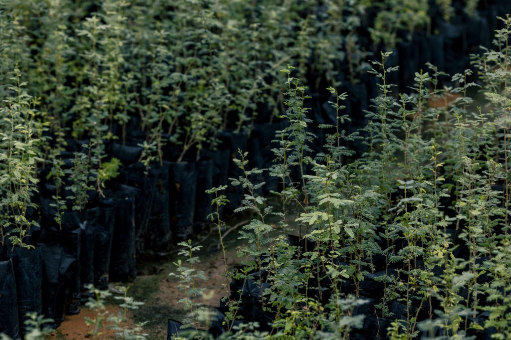 “الغطاء النباتي” ينشئ مجمع مشاتل رعوية لإنتاج 15 مليون شتلة وتأهيل 300 ألف هكتار من المراعي