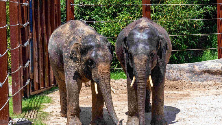 ماليزيا.. فيل يقتل أحد المسؤولين عن رعايته في متنزه عام