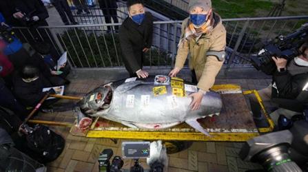 بيع سمكة تونة بـ273 ألف دولار في مزاد بطوكيو
