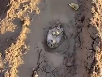 “الحياة الفطرية” تتفاعل مع مقطع إنقاذ مواطن قنفذًا علق بالطين
