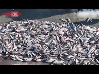 اصطياد أكثر من 100 طن من الأسماك في موسم الصيد الشتوي بالصين