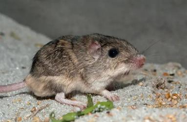دخل “غينيس”.. العثور على الفأر الأكبر سناً بالعالم في كاليفورنيا