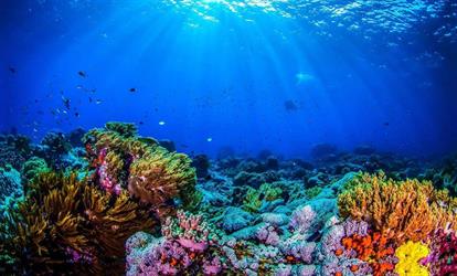 يغطي 70 موقعا.. “الحياة الفطرية” يبدأ مشروع مسح بحثي في البحر الأحمر