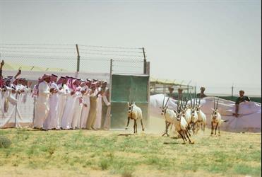 إطلاق 40 من ظباء الريم والمها العربي في “محمية الملك عبدالعزيز”