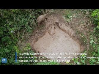 إنقاذ فيل سقط في بركة طينية جنوب غرب الصين