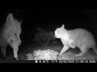 كاميرا مراقبة توثق سرقة ثعلب لطعام قطة