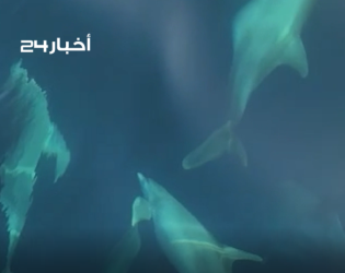 أسراب الدلافين ترافق السياح في جزر فرسان