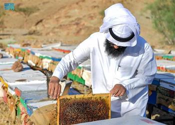 تبوك تنتج 44 ألف كيلو من العسل سنويًا