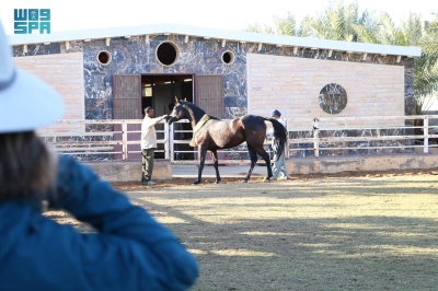 إسطبلات "الخيل" بالجوف.. "سياحة" عالمية