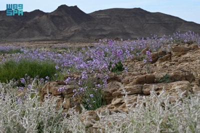 أزهار "اليهق" ترسم لوحة بديعة بتبوك