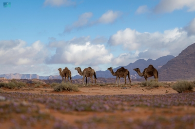 "علقان".. جمال الطبيعة "الشتوية"