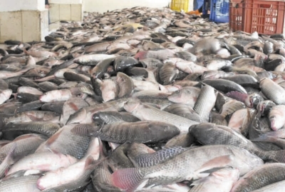 "مصنع أسماك" يواجه عقوبة بـ" 10 ملايين"
