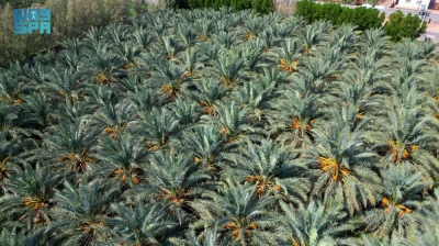 تحديد أنواع النخيل بـ"الذكاء الاصطناعي"