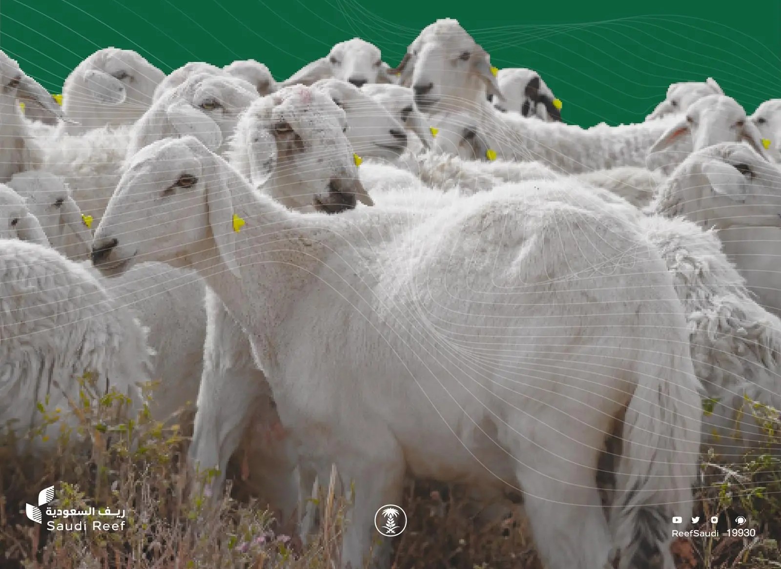 “ريف السعودية”: ترقيم أكثر من نصف مليون رأس من المواشي