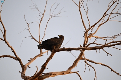 الحدأة السوداء.. "تٌكمل اللوحة"