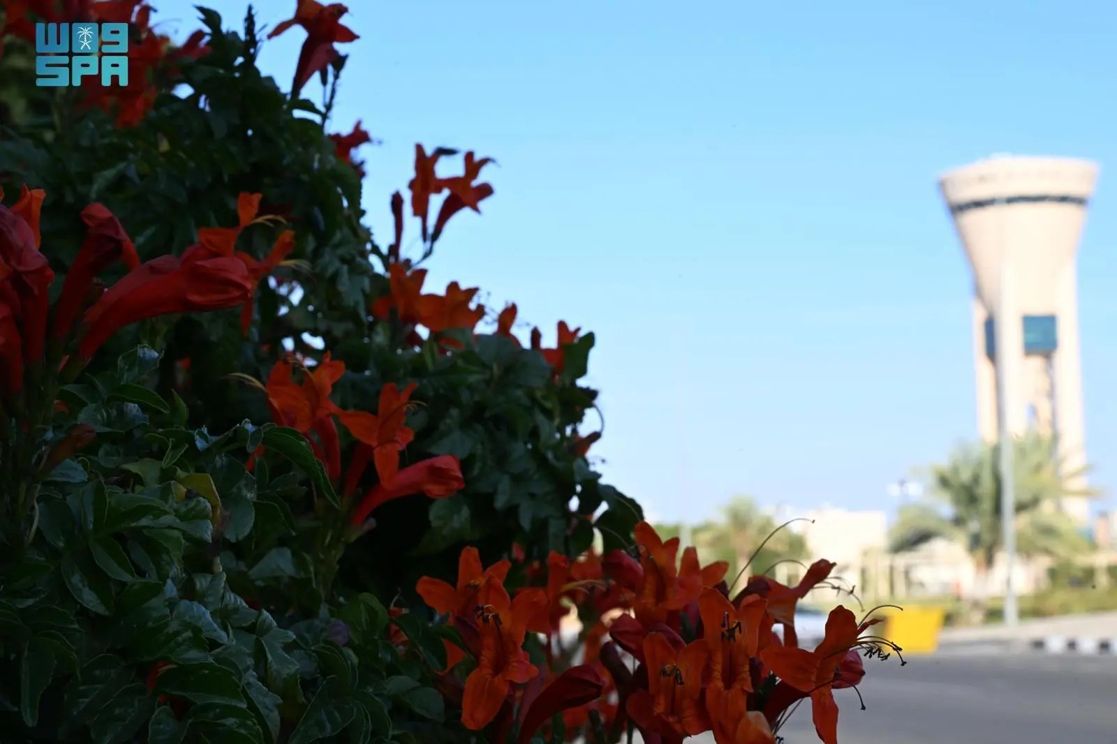 أمانة تبوك تزرع 2.8 مليون زهرة لتعزيز جودة الحياة خلال عام 2023