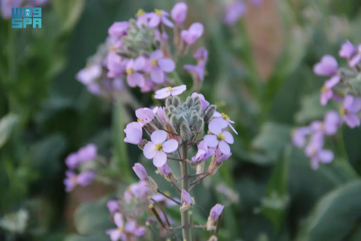 مباردة “ربيع الأفلاج” تعيد زراعة النباتات الربيعية