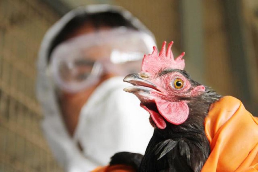 كوريا الجنوبية ترصد تفش مشتبه به لـ”إنفلونزا الطيور”
