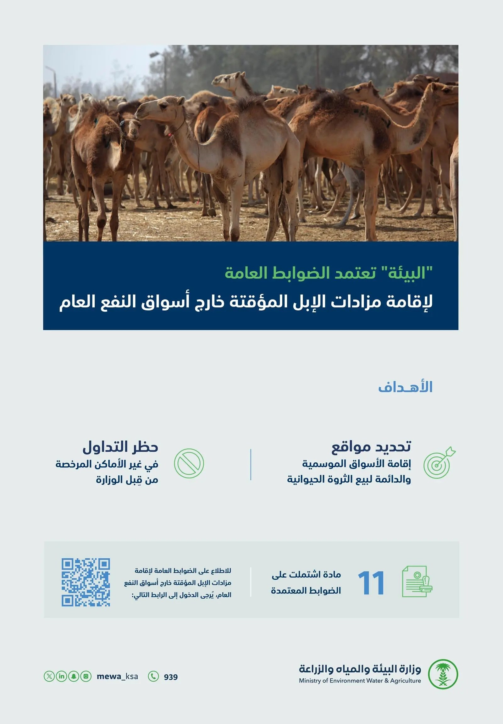 “البيئة” (11) مادة لإقامة مزادات الإبل المؤقتة خارج أسواق النفع العام