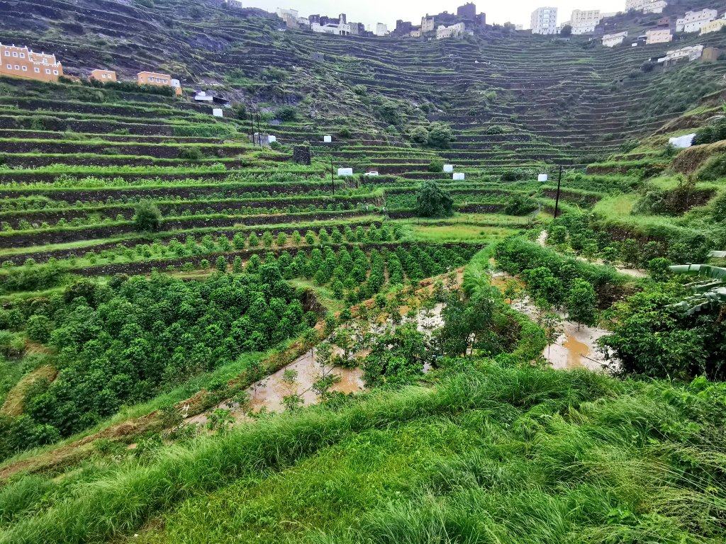 نجاح أول مبادرة لزراعة البن بظهران الجنوب