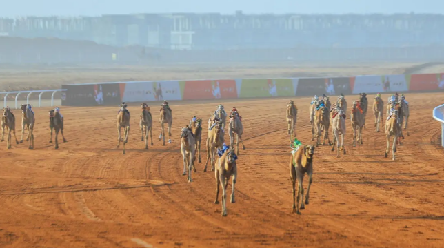 صدارة سعودية بـ 54 شوطًا في مهرجان خادم الحرمين الشريفين للهجن