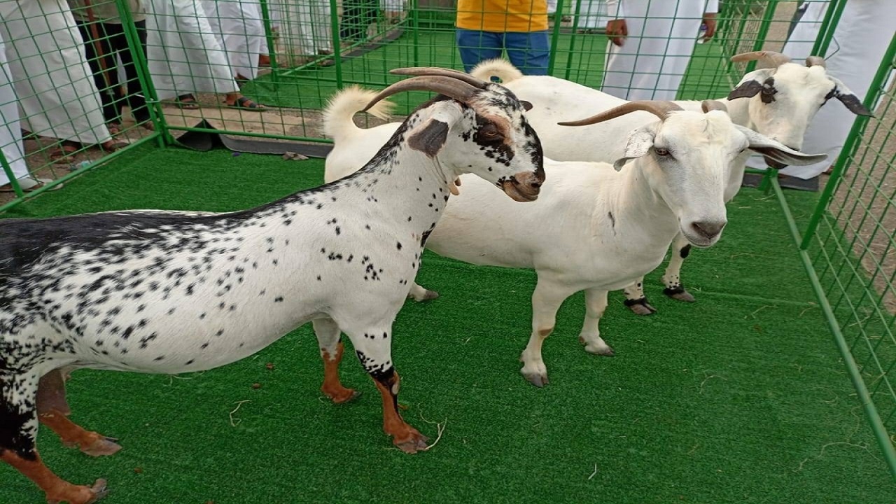 إشبيلية يفوز على ريال سوسيداد بثلاثية