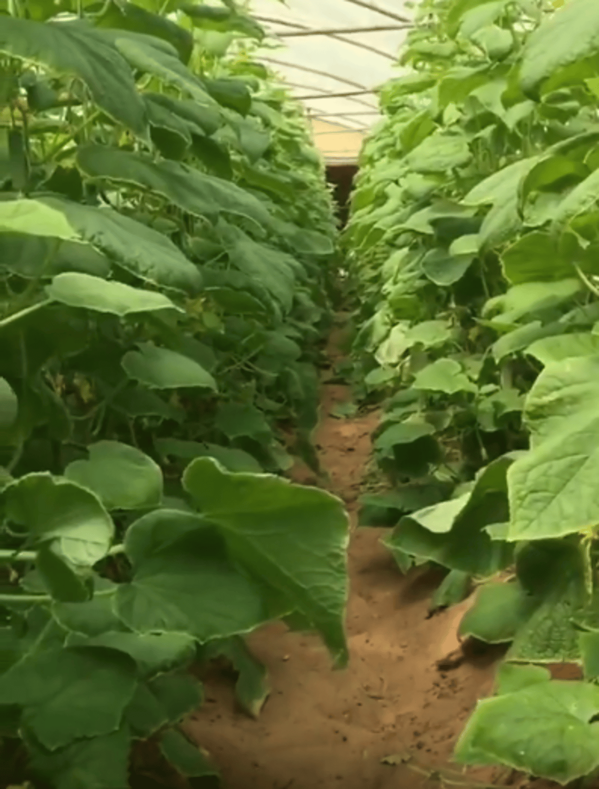 الإرشاد الزراعي تحدد طرق وقاية النباتات داخل البيوت المحمية