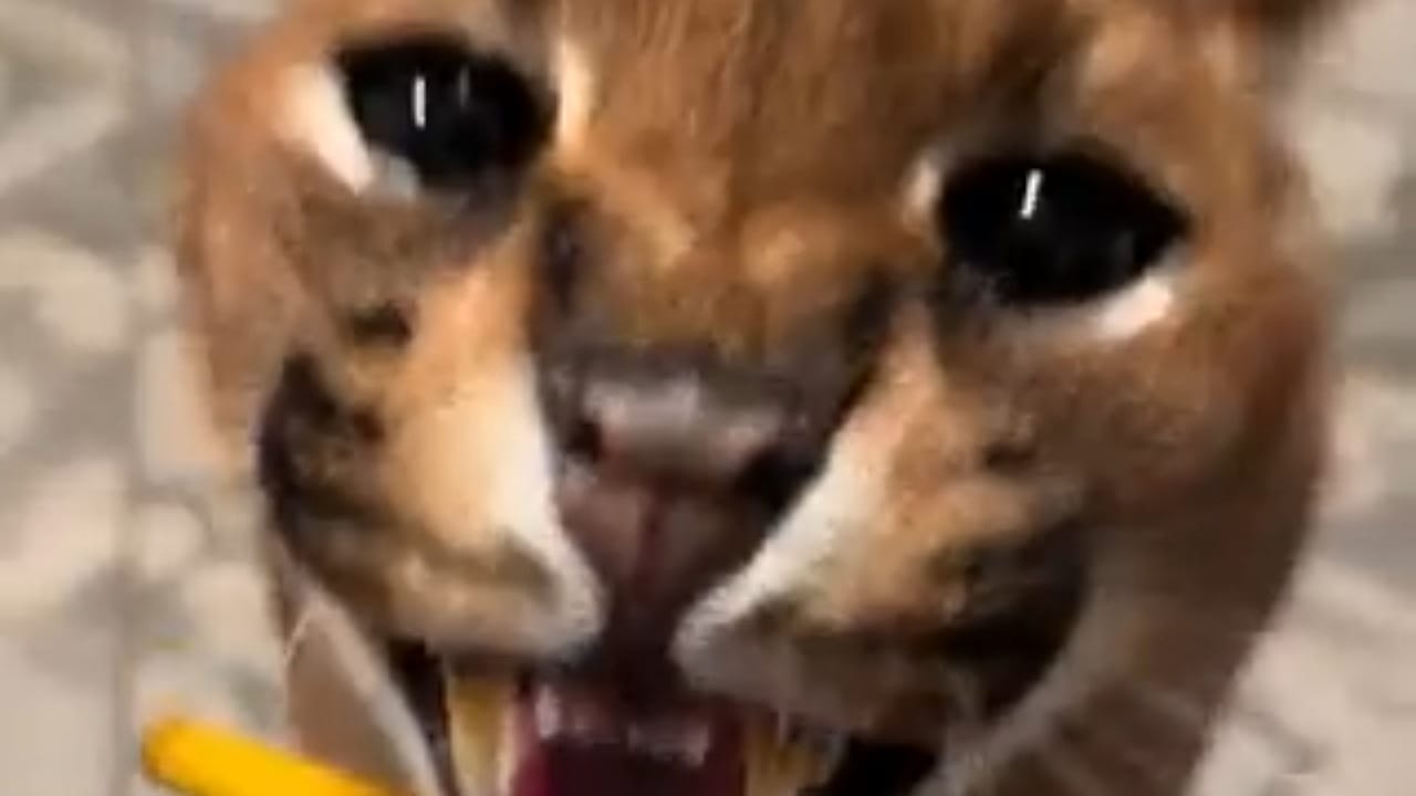 صحيفة بريطانية تكشف ابتعاد أندية روشن عن دي خيا