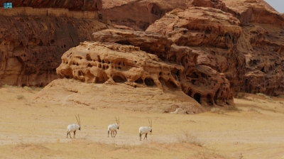 'كنوز السعودية' تحصد 7 جوائز عالمية