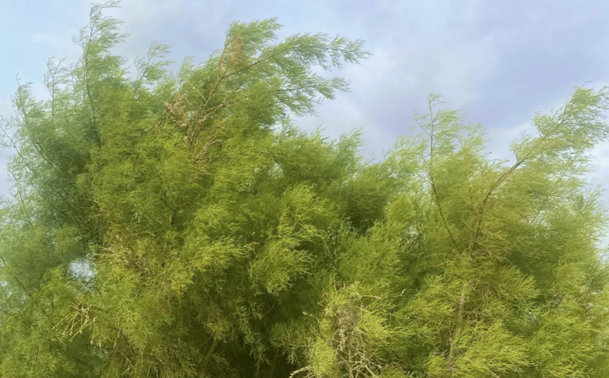 شجرة الطرفاء تعود للنمو في براري الحدود الشمالية