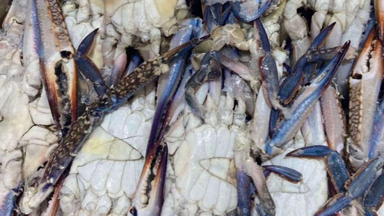 ‎التجارة : ضبط منشأة زورت صلاحية 264 طنًا من المأكولات البحرية .. صور