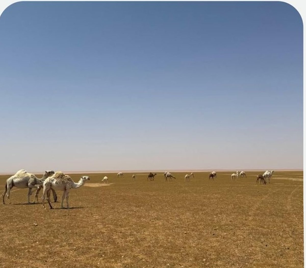 ضبط مخالف لنظام البيئة لارتكابه مخالفة رعي بـ«محمية الملك سلمان»