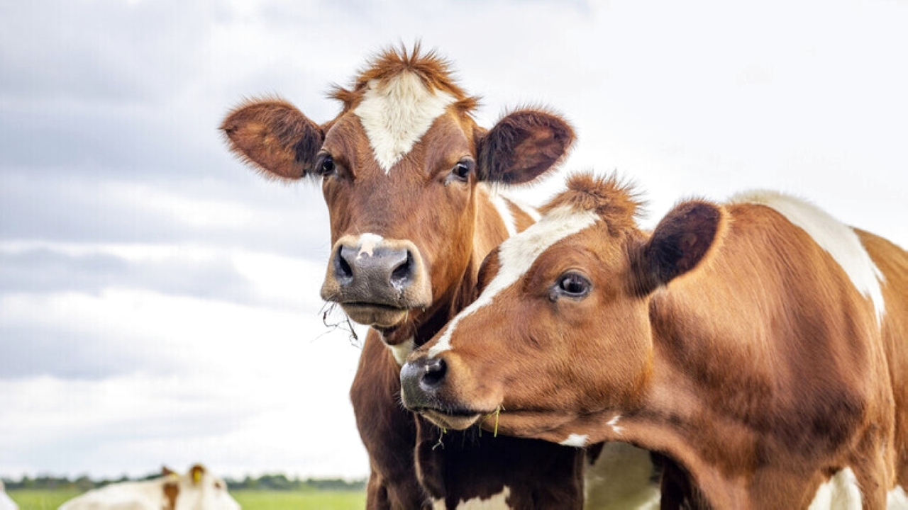 مخترع «الآيبود» يحول تجشؤ البقر إلى ألماس