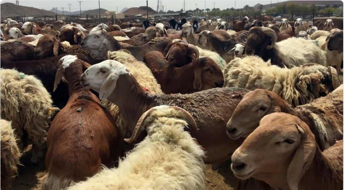 البيئة: أسواق ومسالخ الرياض تستقبل 115 ألف رأس من الماشية و14 ألف ذبيحة