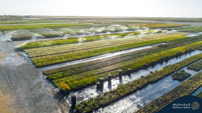 'المانغروف'.. الطبيعة في مواجهة التصحر