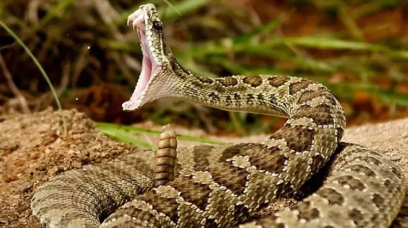 ضحية جديدة للدغة “أفعى فلسطين”.. فماذا نعرف عنها؟