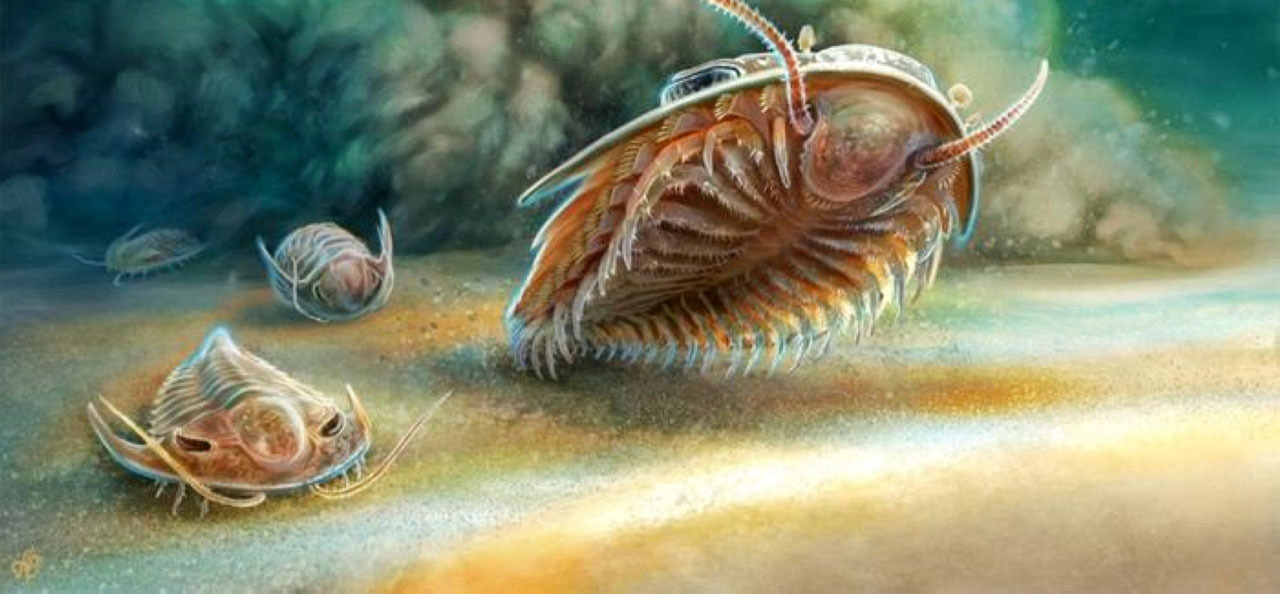 حفريات في أطلس المغرب عمرها 500 مليون سنة