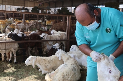 فسح مليون رأس من المواشي لإدخالها إلى مكة