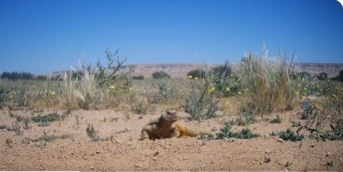 لأهمية تأثيرها على توازن البيئة وجودة الحياة.. «تركي الملكية» تعيد تكاثر «الضب» المهدد بالانقراض