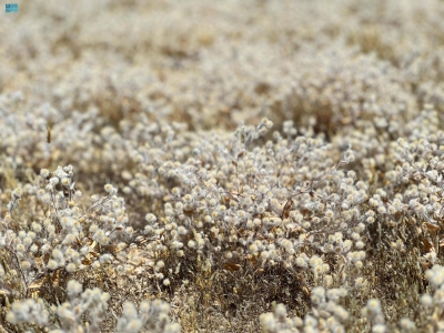 'القطينة' ذهب الصحراء بـ'محمية الإمام'