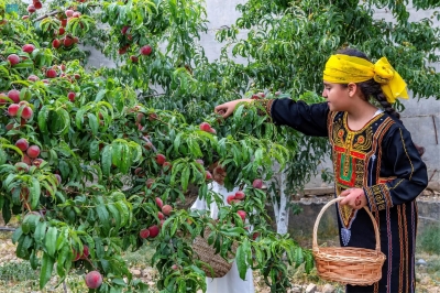 الإنتاج الزراعي بالمملكة.. سلة غذائية متنوعة