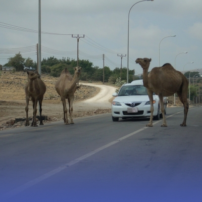 كود الطرق يضع معايير معابر الحيوانات والجمال