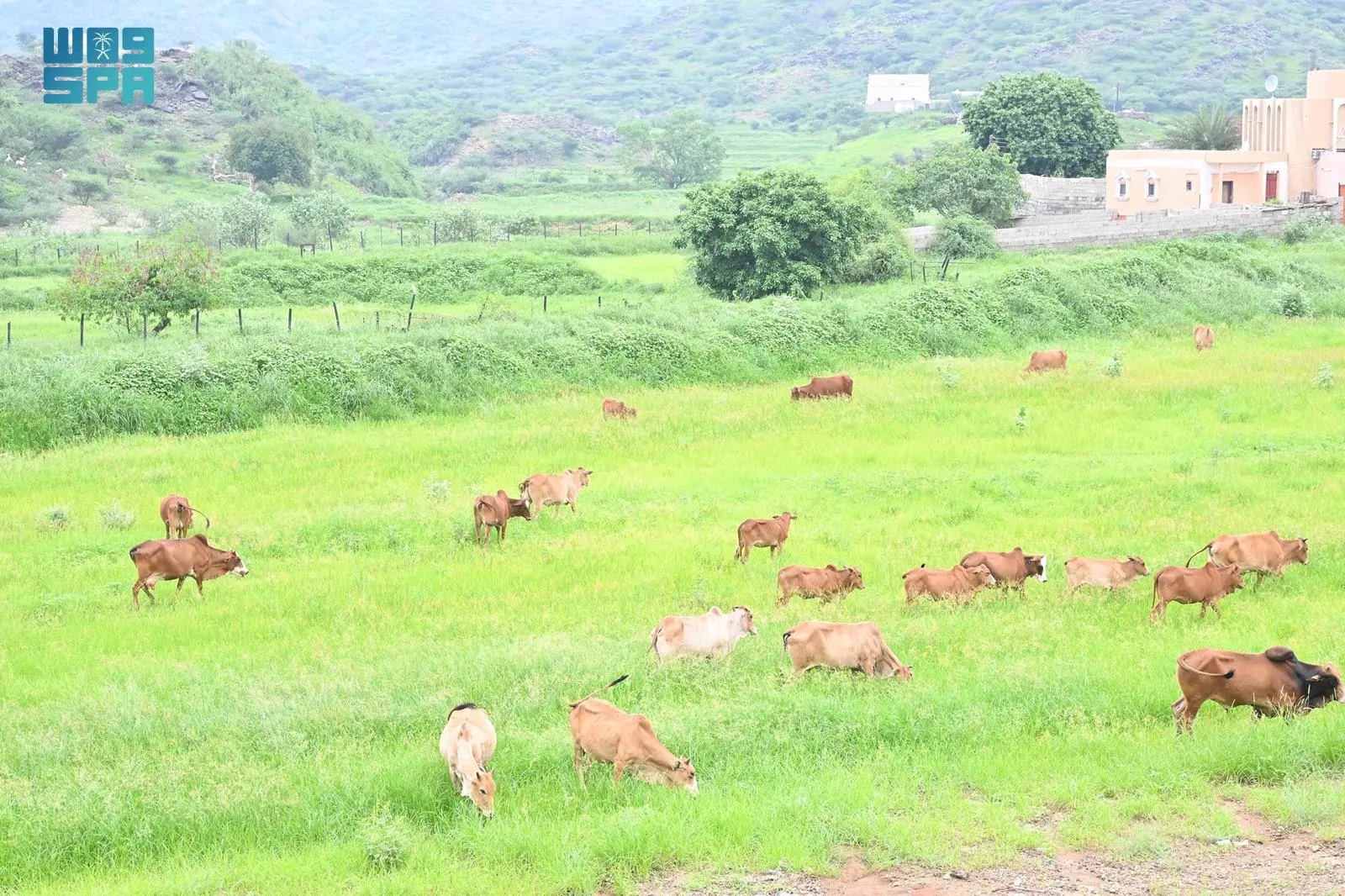 جازان.. حاضنة للثروة الحيوانيّة ومركز لتحقيق الأمن الغذائي الوطني