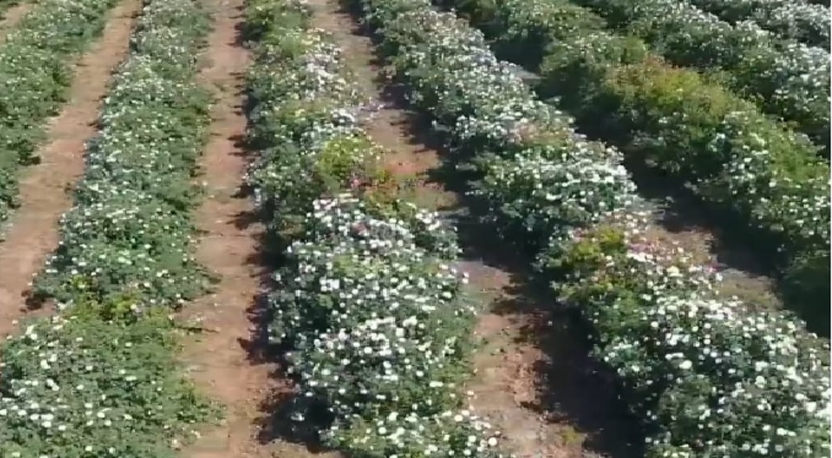 متحدث «ريف»: تمكين المرأة في العمل الحر أبرز منجزات البرنامج خلال السنوات الأخيرة