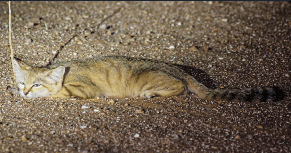 رصد "قط الرمال" النادر في برّ منطقة الحدود الشمالية