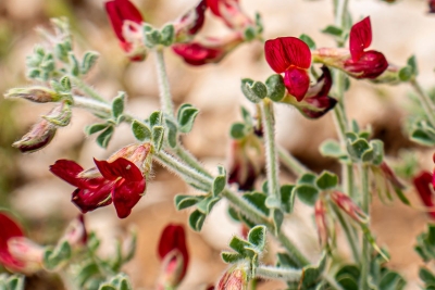 'اللوتس البري' تعود لأودية الشمالية