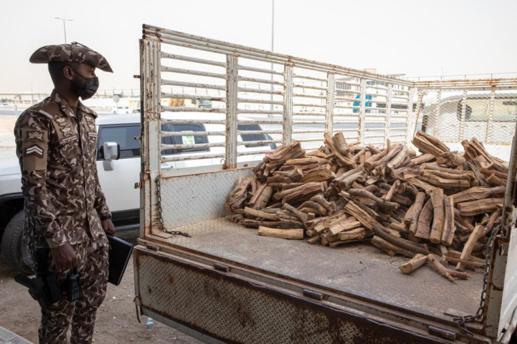 القوات الخاصة للأمن البيئي تضبط شخصًا مخالفًا لنظام البيئة في منطقة المدينة المنورة